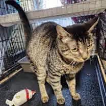 Thumbnail photo of Booberry #3