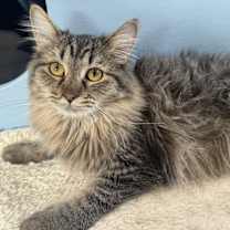 Thumbnail photo of FLUFFY #1