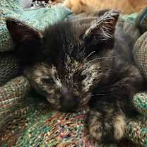 Thumbnail photo of Emerson #3