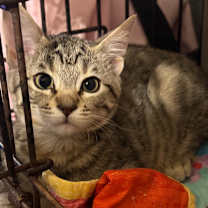 Thumbnail photo of Flora—Rowell 2 #3