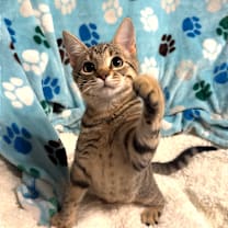 Thumbnail photo of Flora—Rowell 2 #4