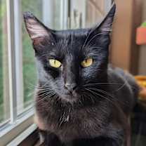 Thumbnail photo of LUNA #4