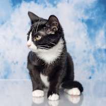 Thumbnail photo of Dena #3