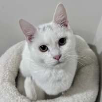 Thumbnail photo of Frosty #1