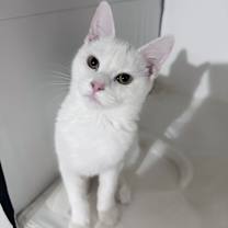 Thumbnail photo of Frosty #2