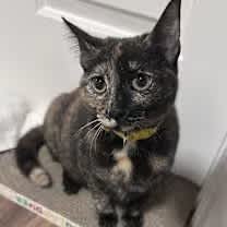 Thumbnail photo of Sienna #3