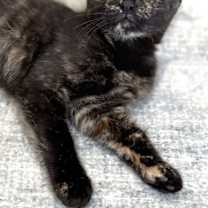 Thumbnail photo of Holly #2