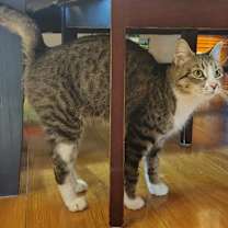 Thumbnail photo of Magnolia #2