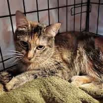 Thumbnail photo of Sparkle the Cat #1