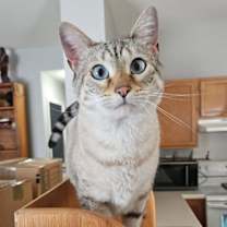 Thumbnail photo of Salem #3