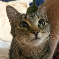 Thumbnail photo of Marzipan #4