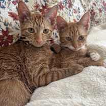 Thumbnail photo of Sugar Cookie #2