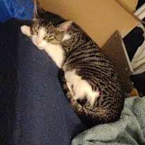 Thumbnail photo of Clementine #4