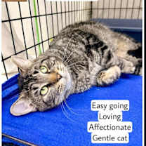 Thumbnail photo of Raleigh (FCID# 12/09/2025 - 117) Willow Grove #1