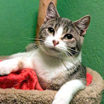 Thumbnail photo of Simon & Sinclair: Goofballs! #4