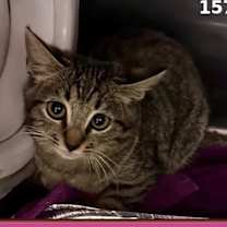 Thumbnail photo of MAISIE #1