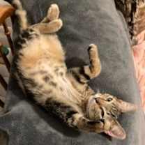 Thumbnail photo of KITTEN SAMMY #2