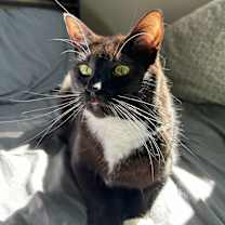 Thumbnail photo of Indy #4