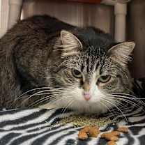 Thumbnail photo of Mika #4