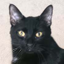 Thumbnail photo of Nemo #1