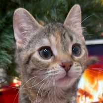 Thumbnail photo of Poppy #1