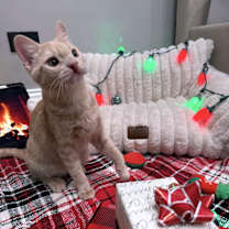 Thumbnail photo of Pudge #2