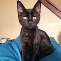 Thumbnail photo of Aki #1