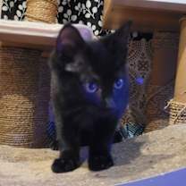 Thumbnail photo of Aki #2