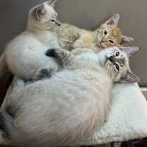 Thumbnail photo of Celadon #2