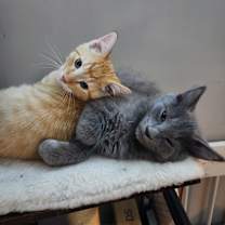 Thumbnail photo of Viridian #2