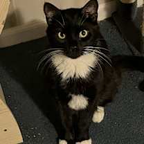 Thumbnail photo of Edgar (BONDED PAIR) #1