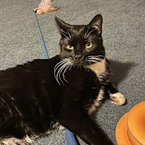 Thumbnail photo of Edgar (BONDED PAIR) #3