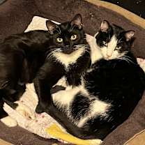 Thumbnail photo of Jack Sparrow (BONDED PAIR) #2