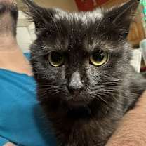 Thumbnail photo of Morticia #2