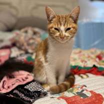 Thumbnail photo of Beau #2