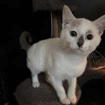 Thumbnail photo of Opal (Polar) #1