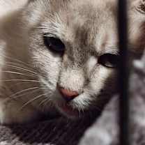 Thumbnail photo of Nala LB #3