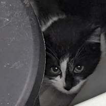 Thumbnail photo of Carolina #2