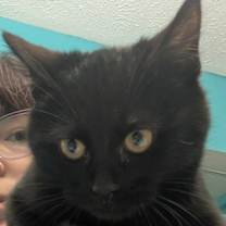 Thumbnail photo of Ghost Pepper #1