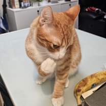 Thumbnail photo of Jerry #3