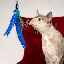 Thumbnail photo of Fern #3