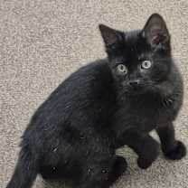 Thumbnail photo of Nicholas #2