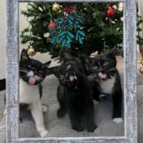 Thumbnail photo of Twilight #3