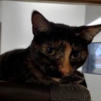 Thumbnail photo of Harold #3