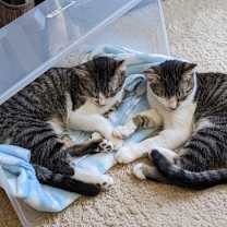 Thumbnail photo of Coop #3