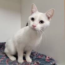 Thumbnail photo of Aspen #2