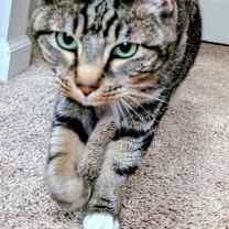 Thumbnail photo of Bailey #3