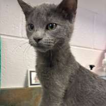 Thumbnail photo of Gywnevere (In Foster) #1