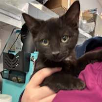 Thumbnail photo of Sunny (In Foster) #1