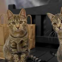 Thumbnail photo of Happy (f) & Sneezy (f): Bonded Pair, Middletown PS #1